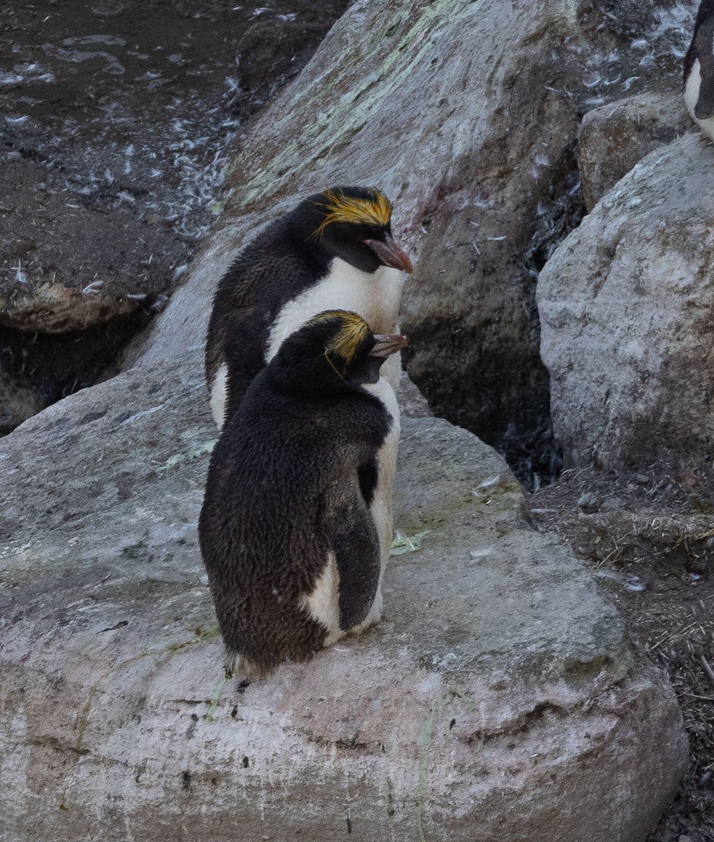 Златохохлый пингвин - ML544426911