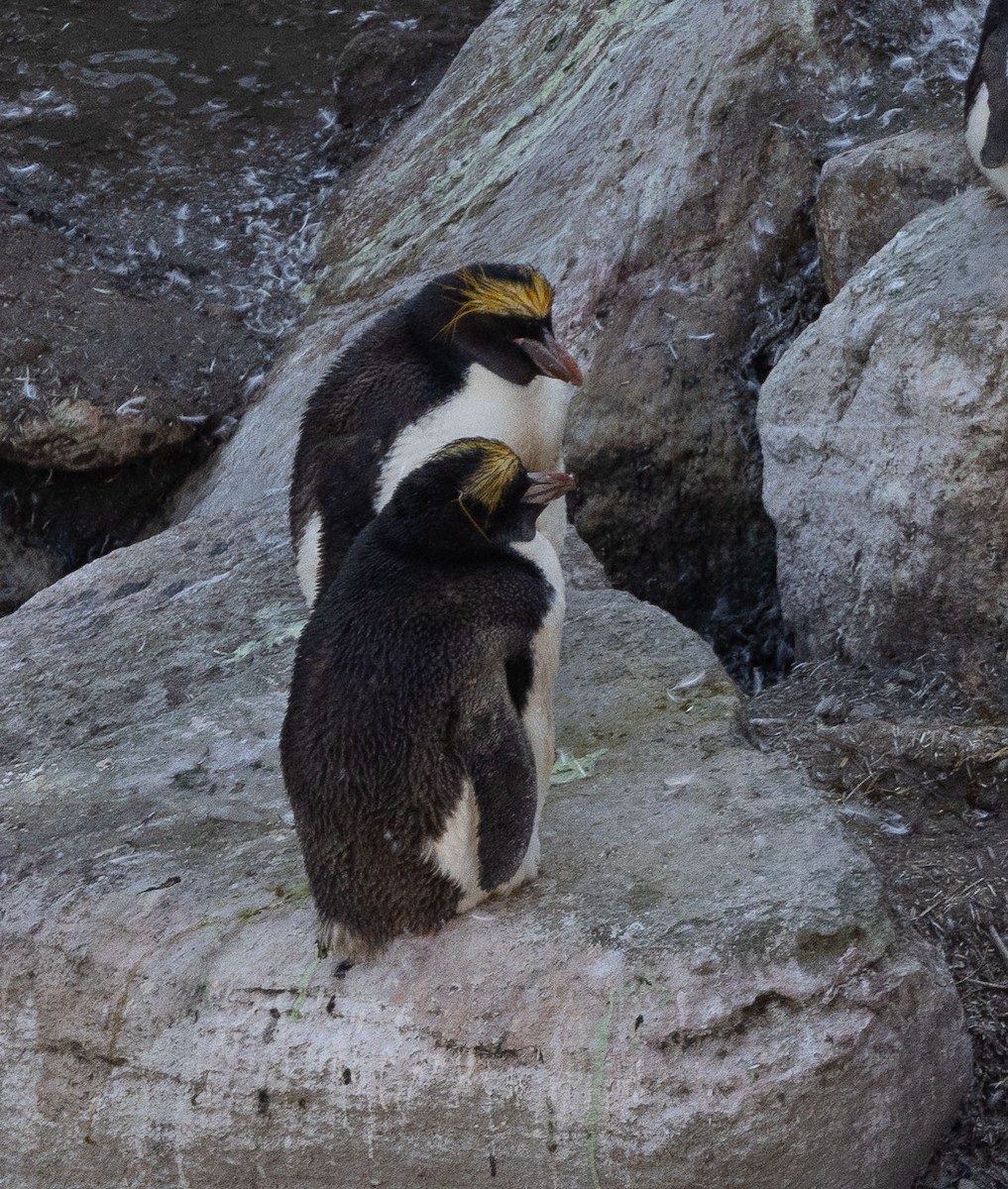 Macaroni Penguin - ML544426911