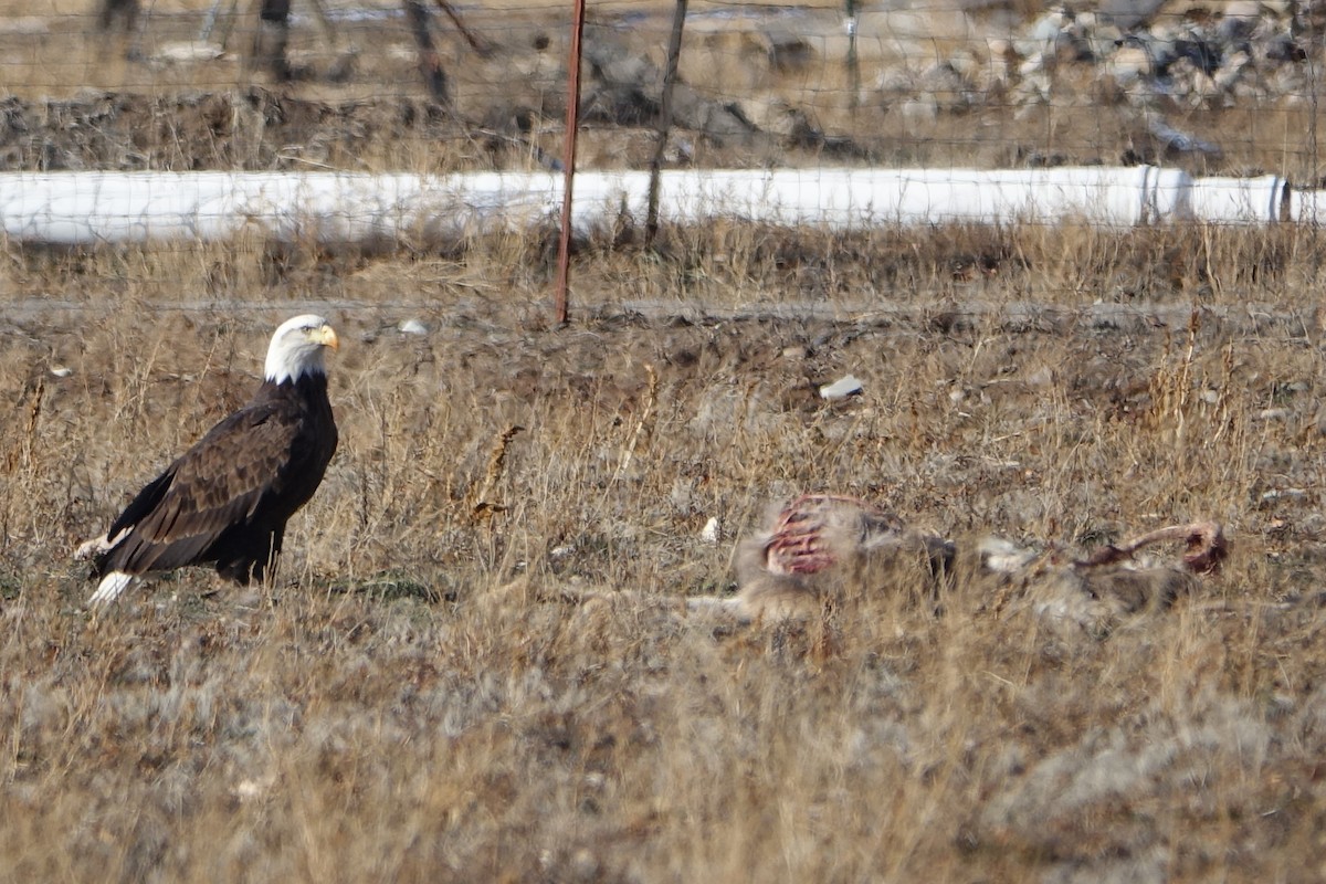 Bald Eagle - ML544428671