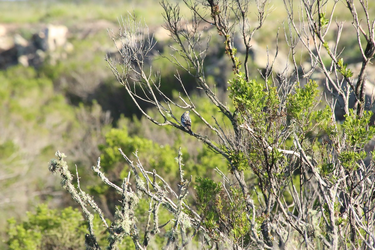 Yellow-rumped Warbler (Audubon's) - ML544429421