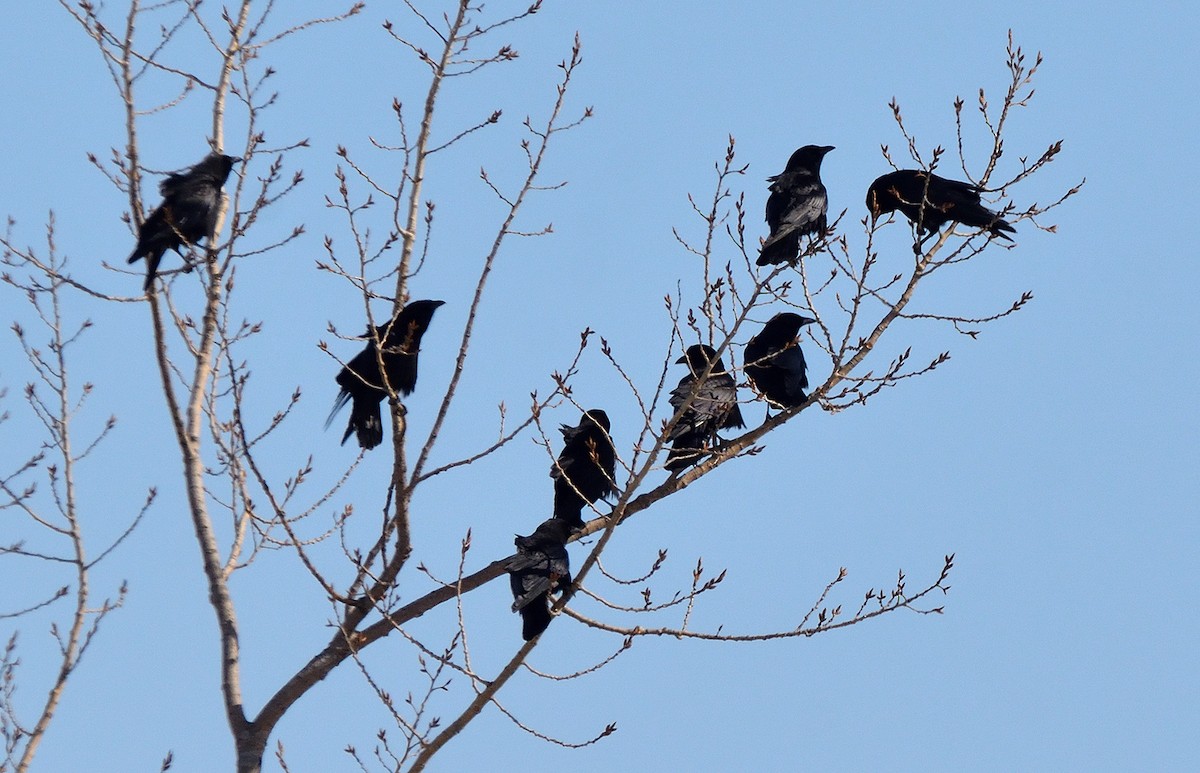 American Crow - ML544429631