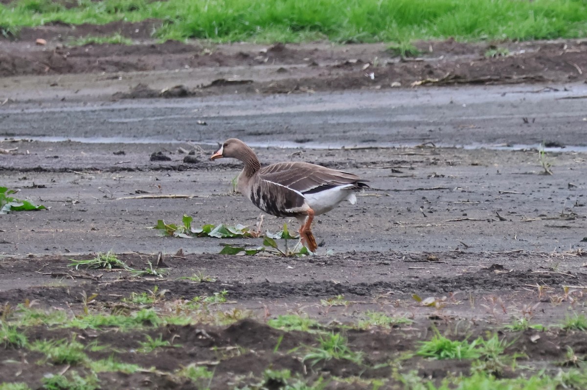 Greater White-fronted Goose - ML544429851