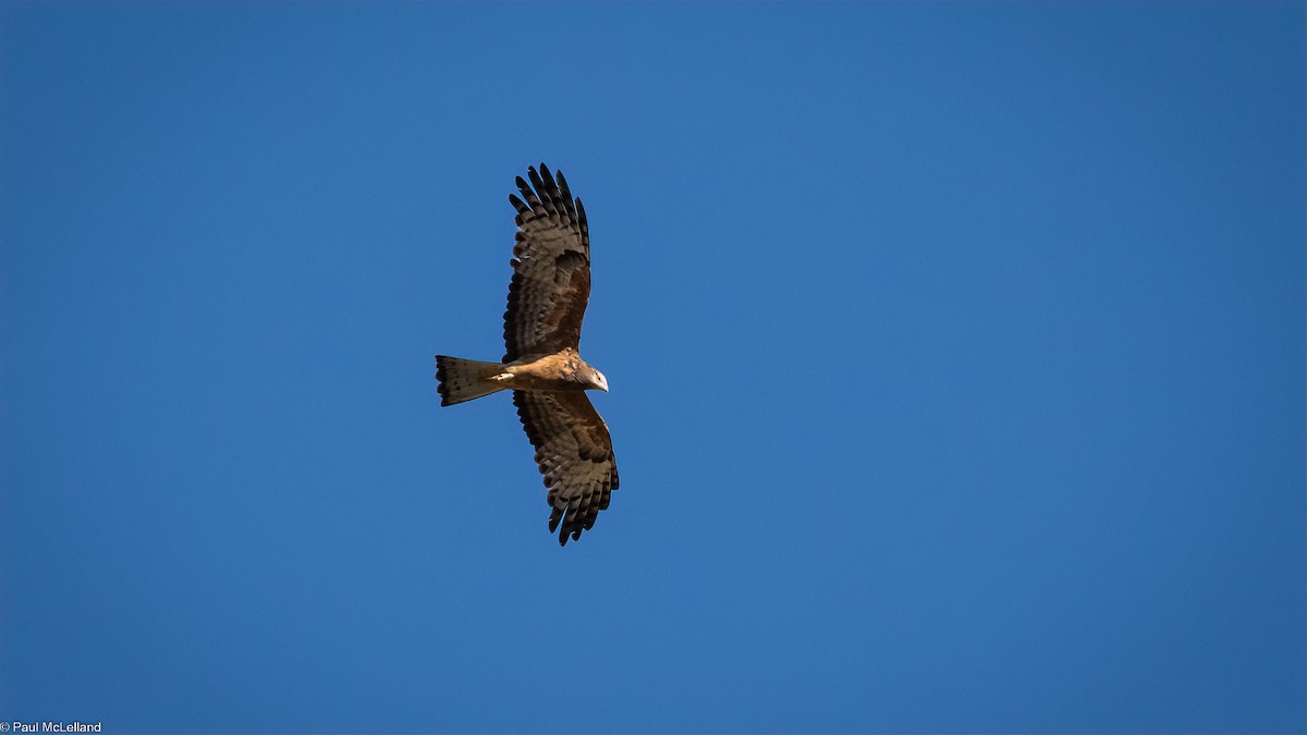 Square-tailed Kite - paul mclelland