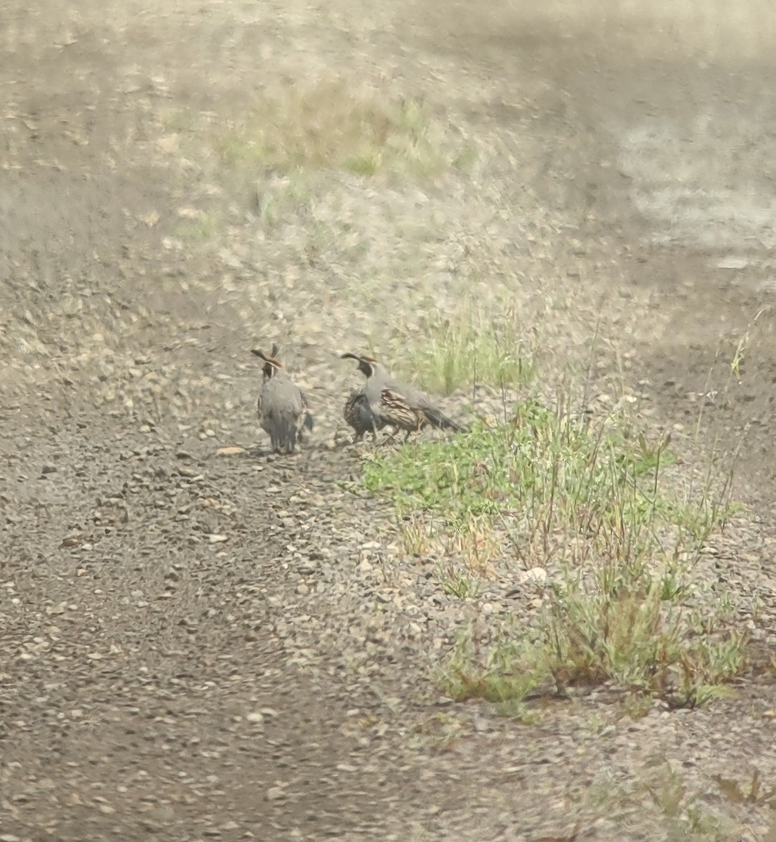 Gambel's Quail - Ben Stalheim