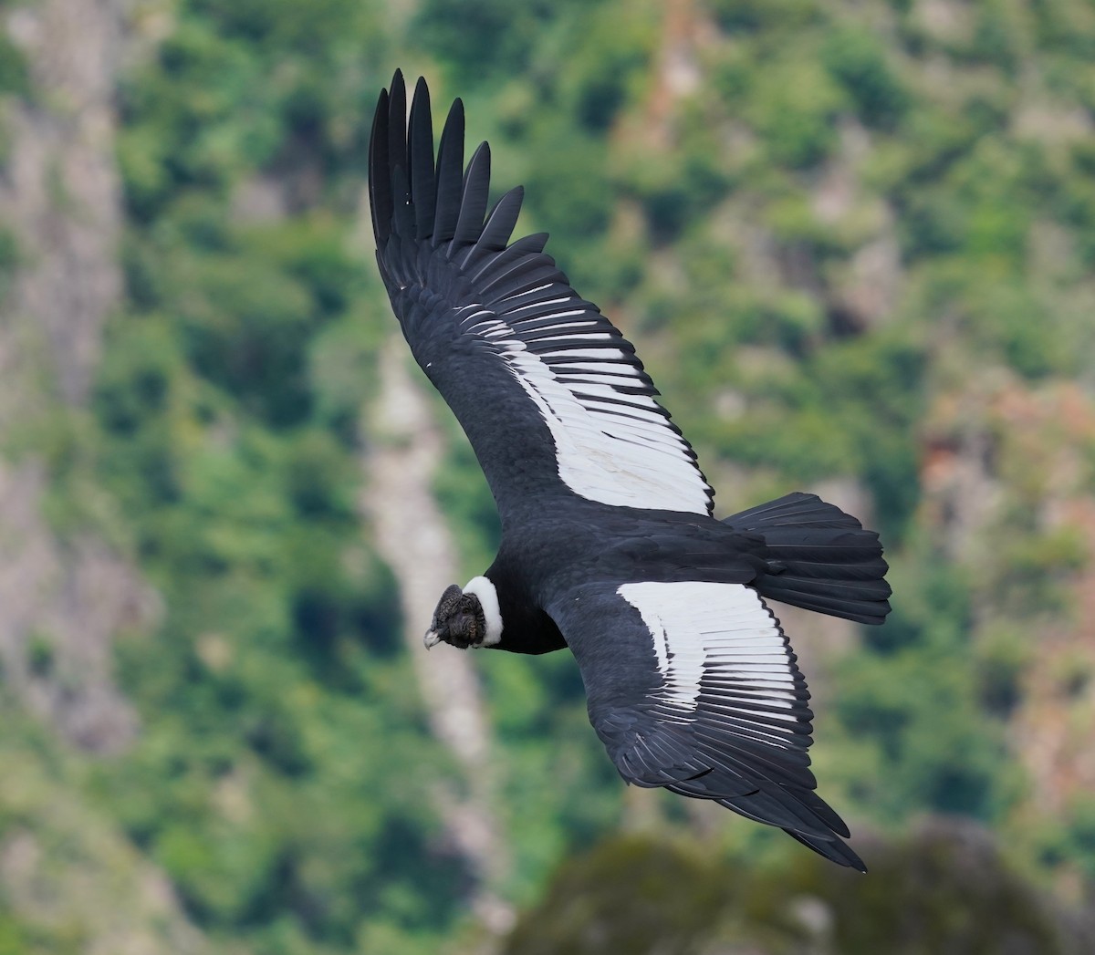 Andean Condor - Edgard Mora Condori