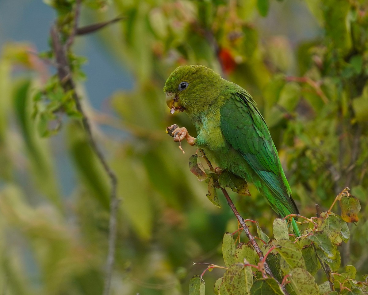 Andean Parakeet - ML544431321