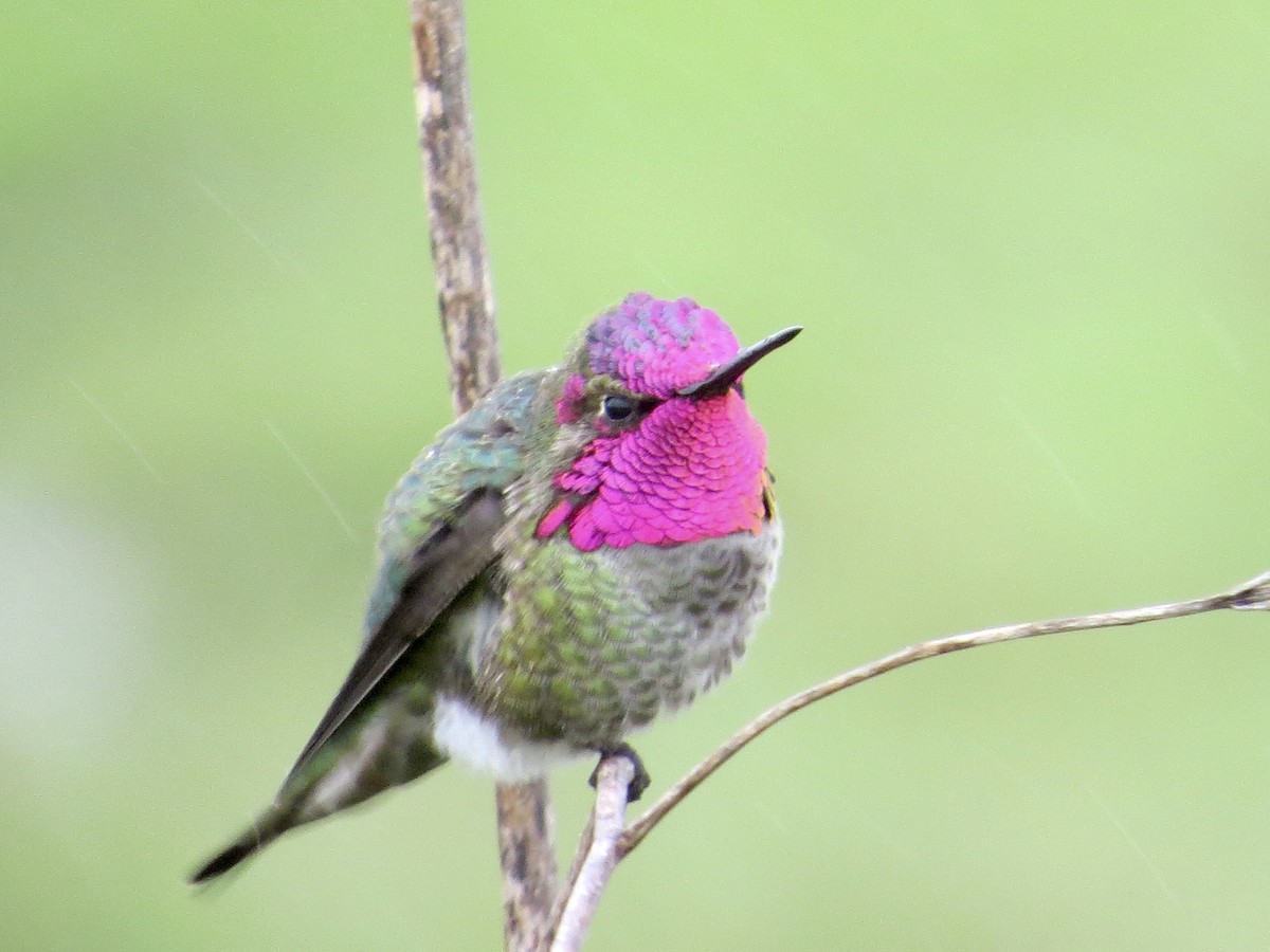 Anna's Hummingbird - Mookie Fudemberg