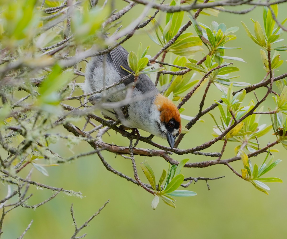 Apurimac Brushfinch - Edgard Mora Condori