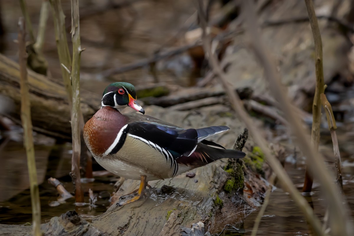 Wood Duck - ML544432061