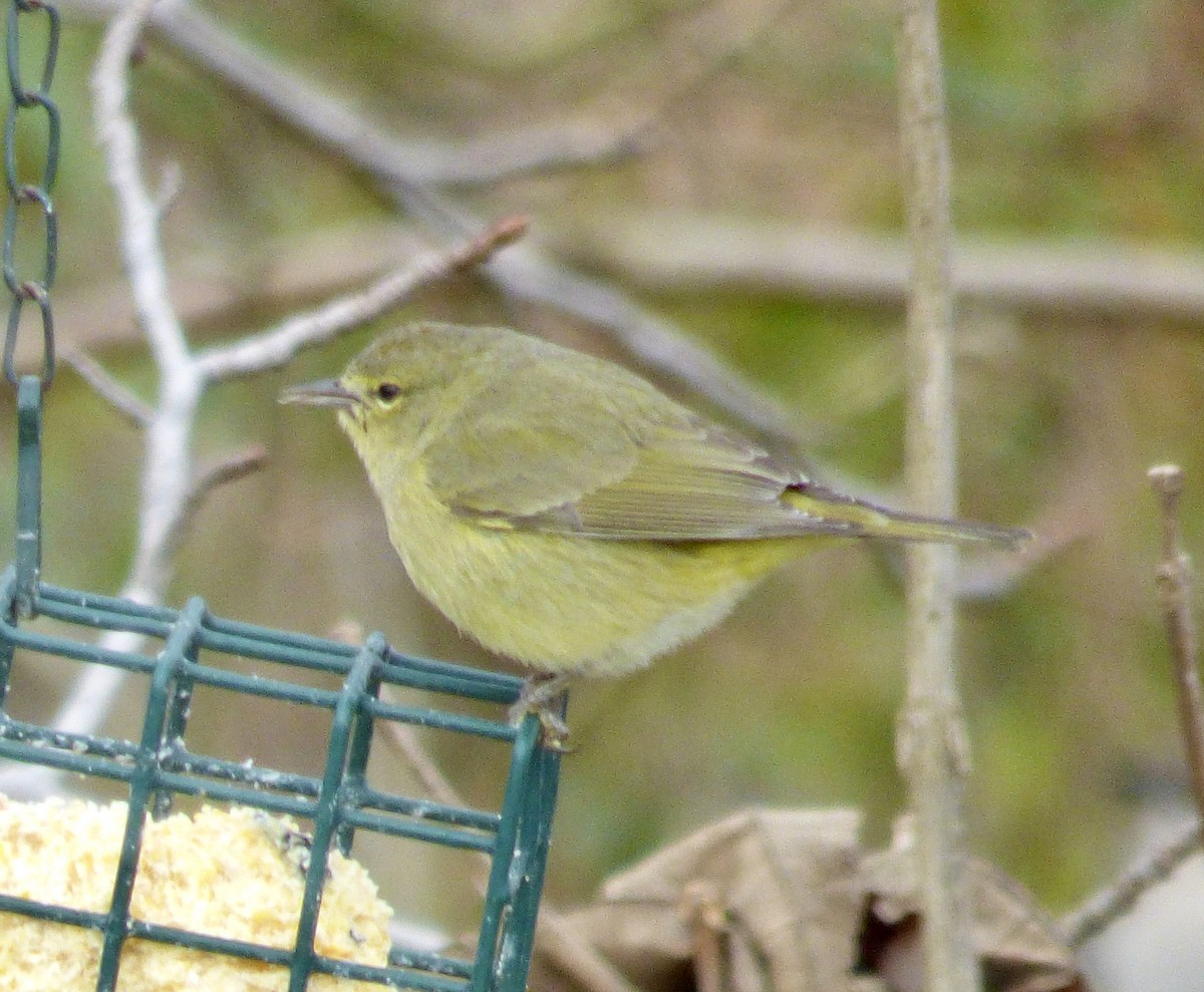 Orange-crowned Warbler - ML544432341