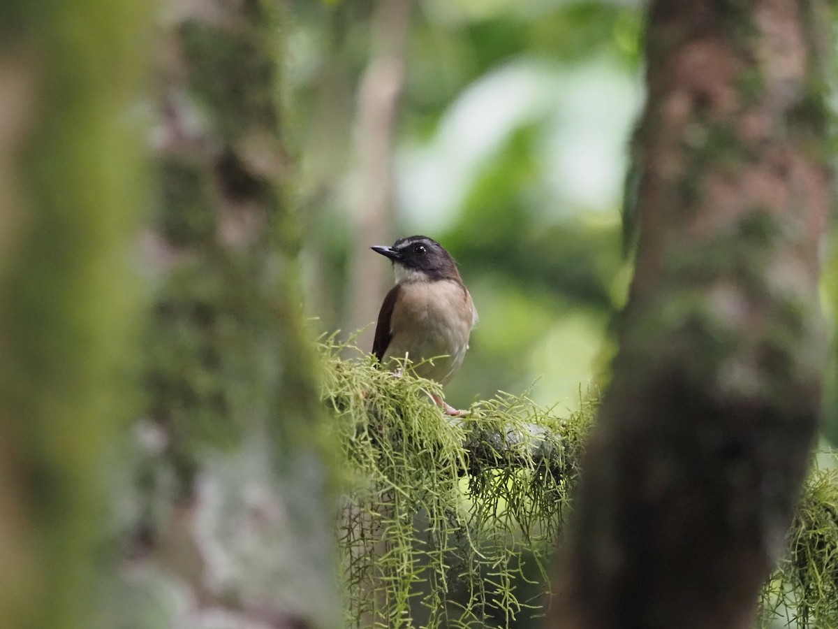 Brown-chested Alethe (Chestnut-backed) - ML544433261