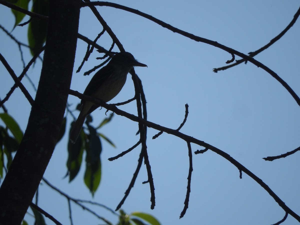 Bright-rumped Attila - ML544434211