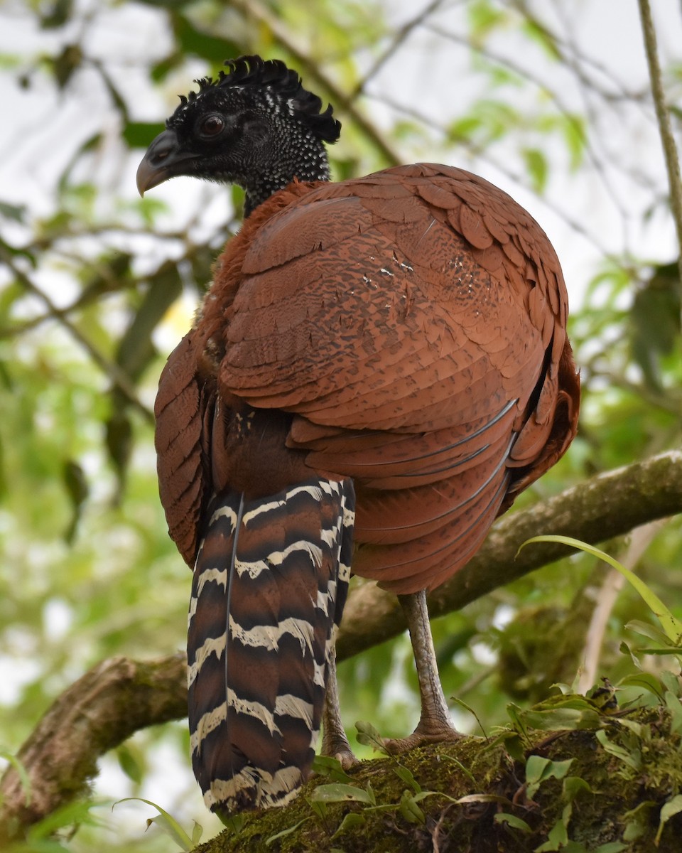 Great Curassow - Francois Cloutier