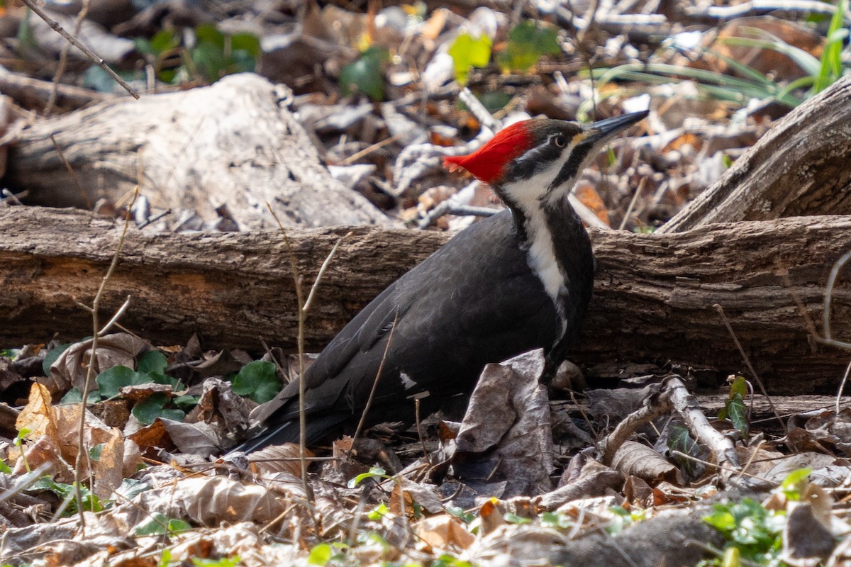 Pileated Woodpecker - Robin Sleeman