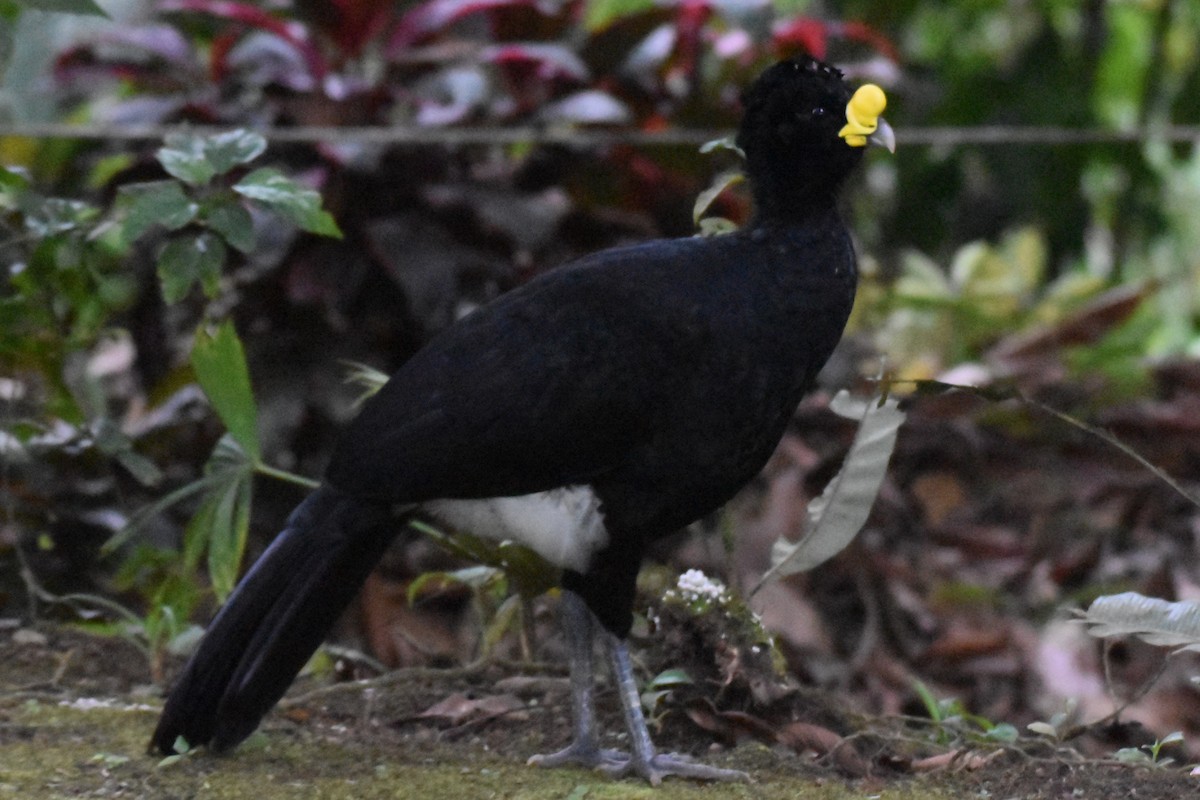 Great Curassow - ML544434511