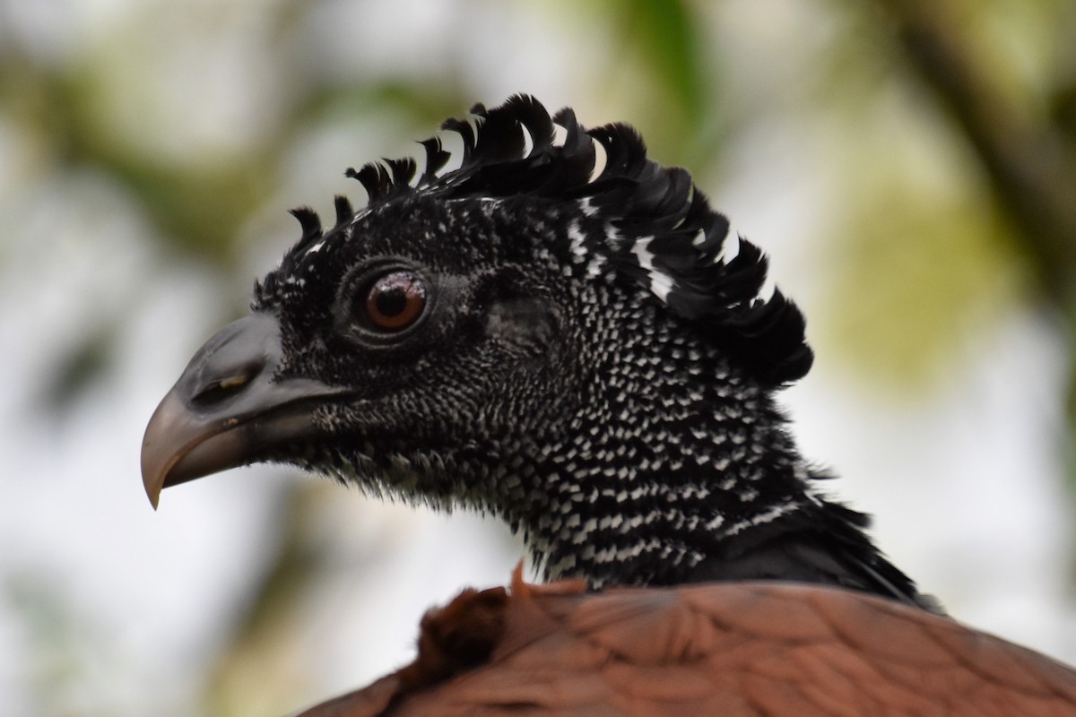 Great Curassow - ML544434841