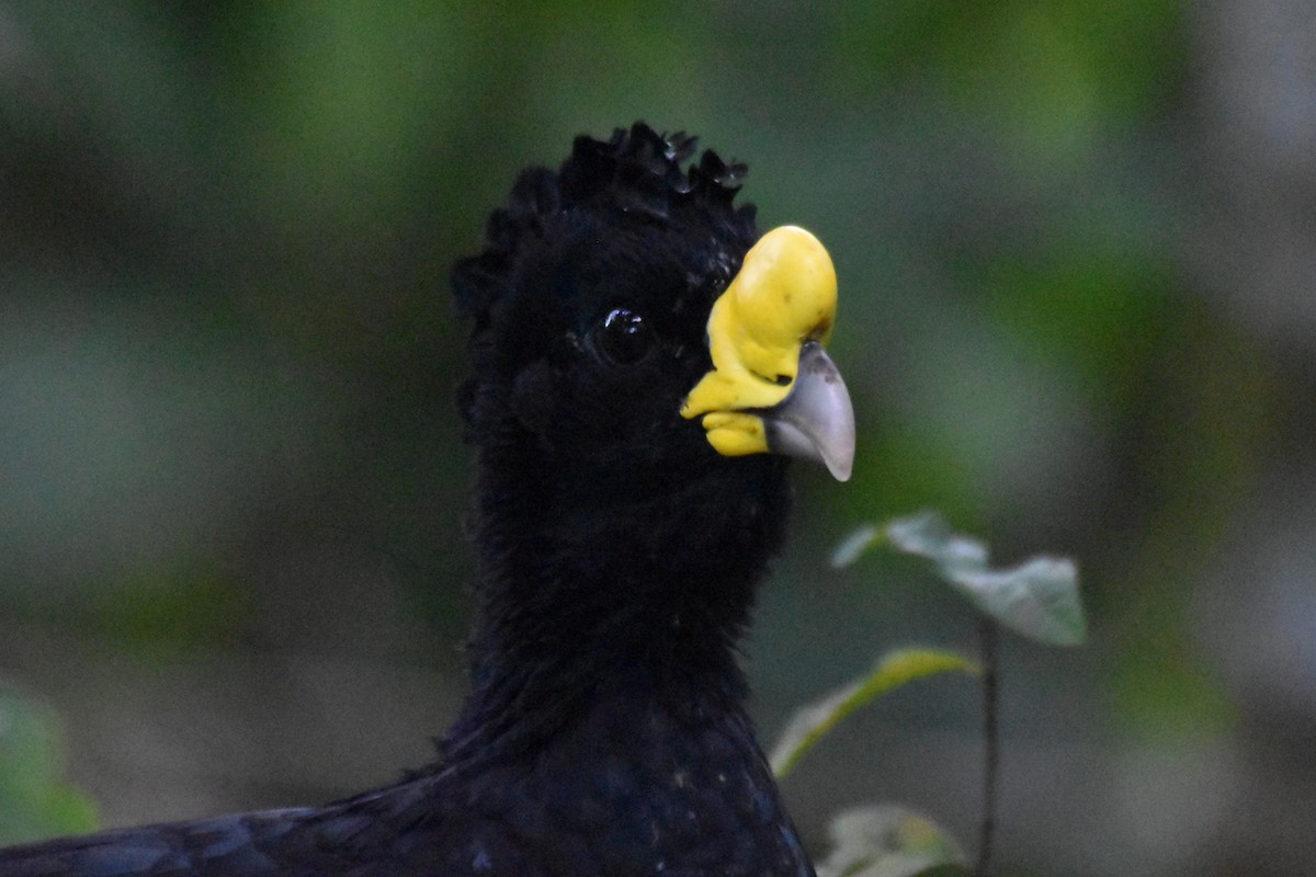 Great Curassow - Francois Cloutier