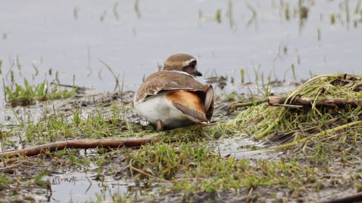 Killdeer - ML544435821