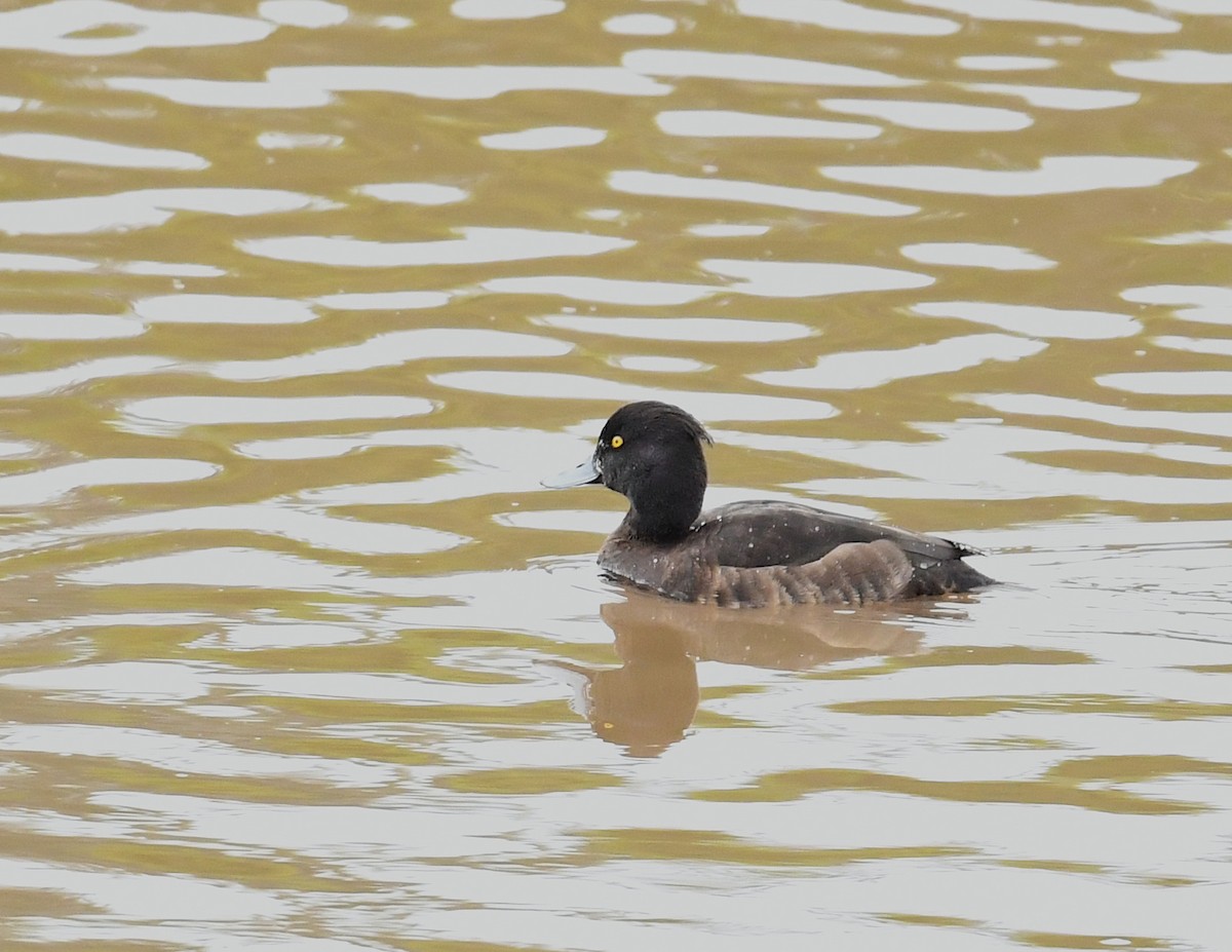 Tufted Duck - Donald Kirker