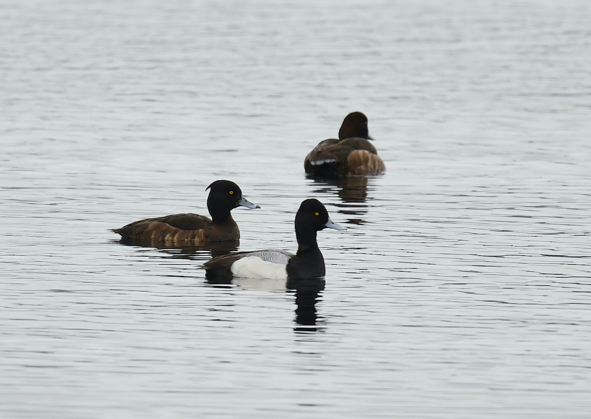 鳳頭潛鴨 - ML544436501