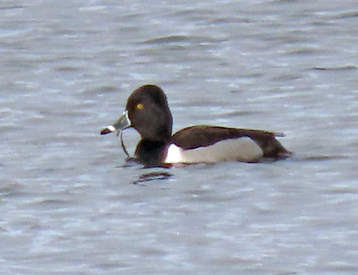 Ring-necked Duck - ML544438941