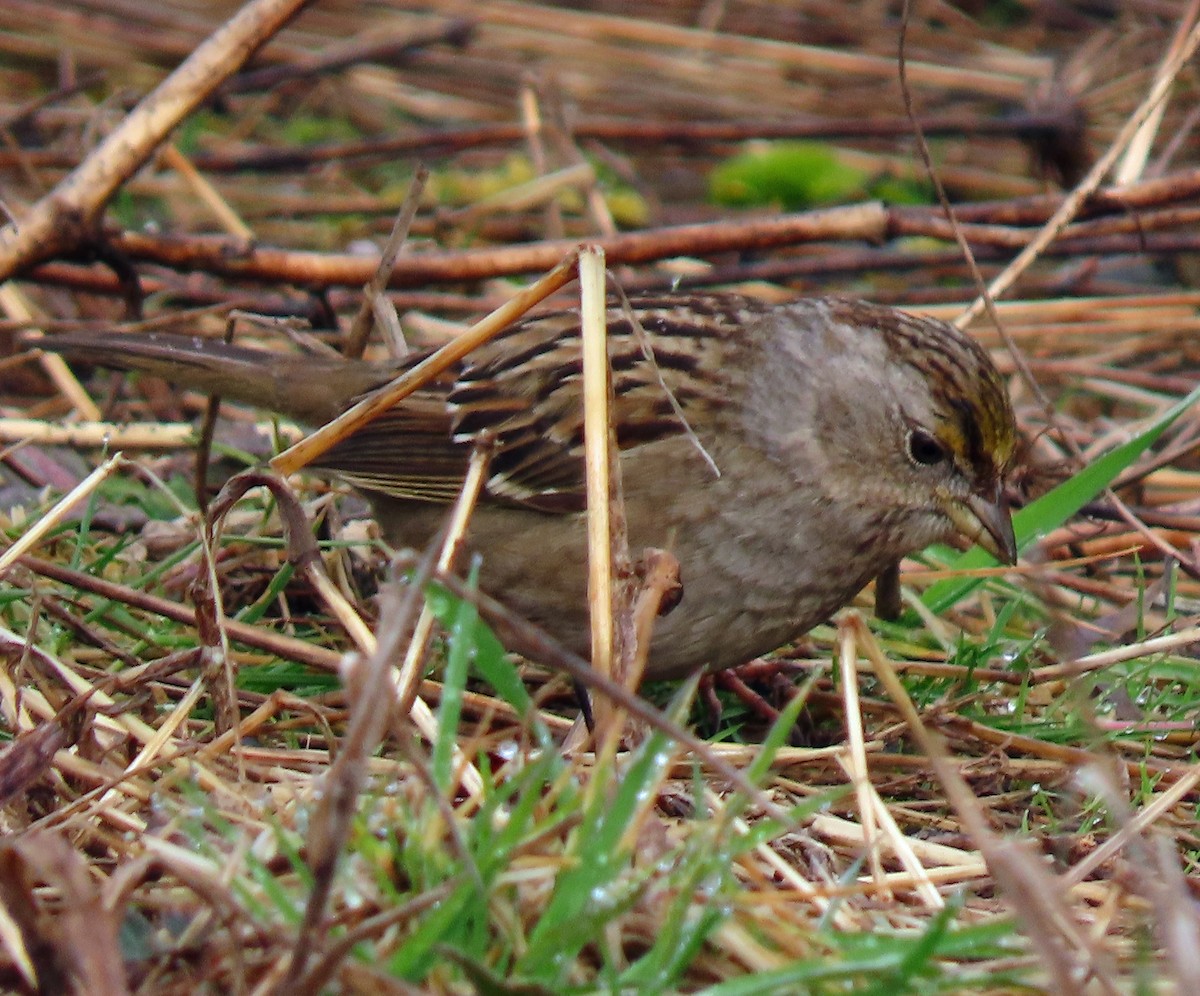 Golden-crowned Sparrow - ML544439101