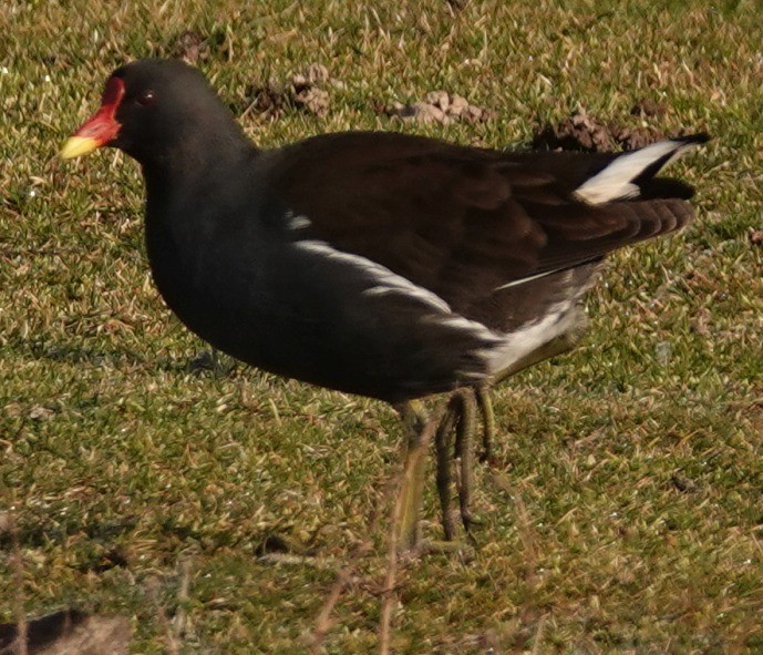 Eurasian Moorhen - ML544439221