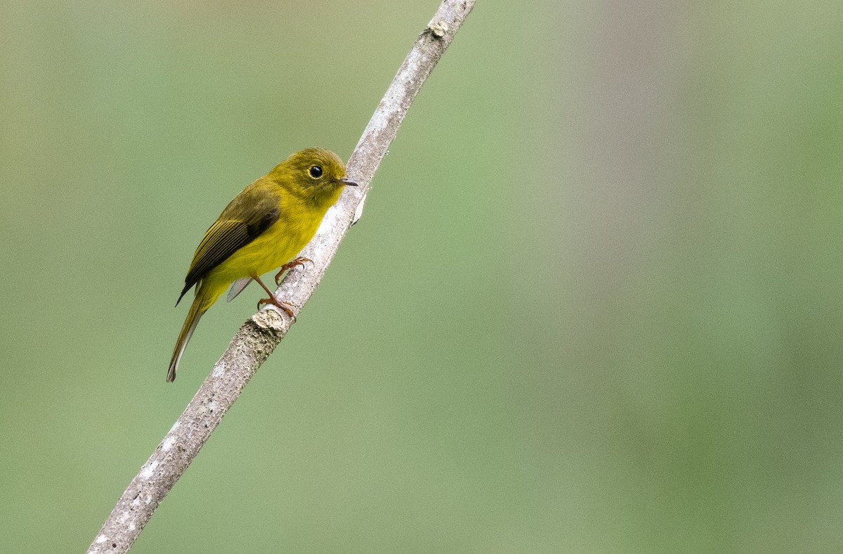 Citrine Canary-Flycatcher - Forest Botial-Jarvis