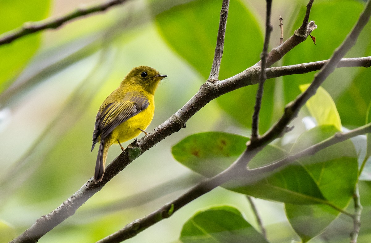 Gobemoustique canari - ML544439291