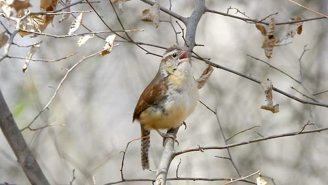 Carolina Wren - ML544439931