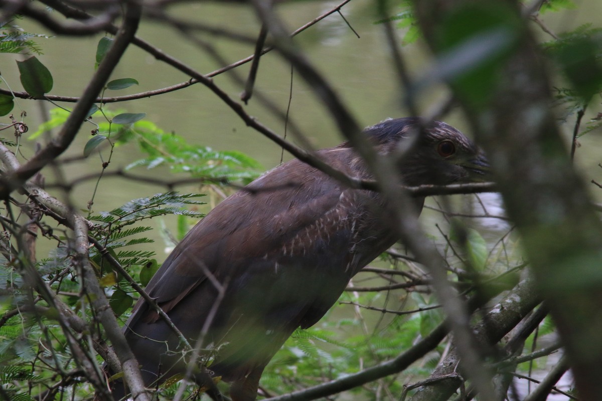 Black-crowned Night Heron - ML544440031