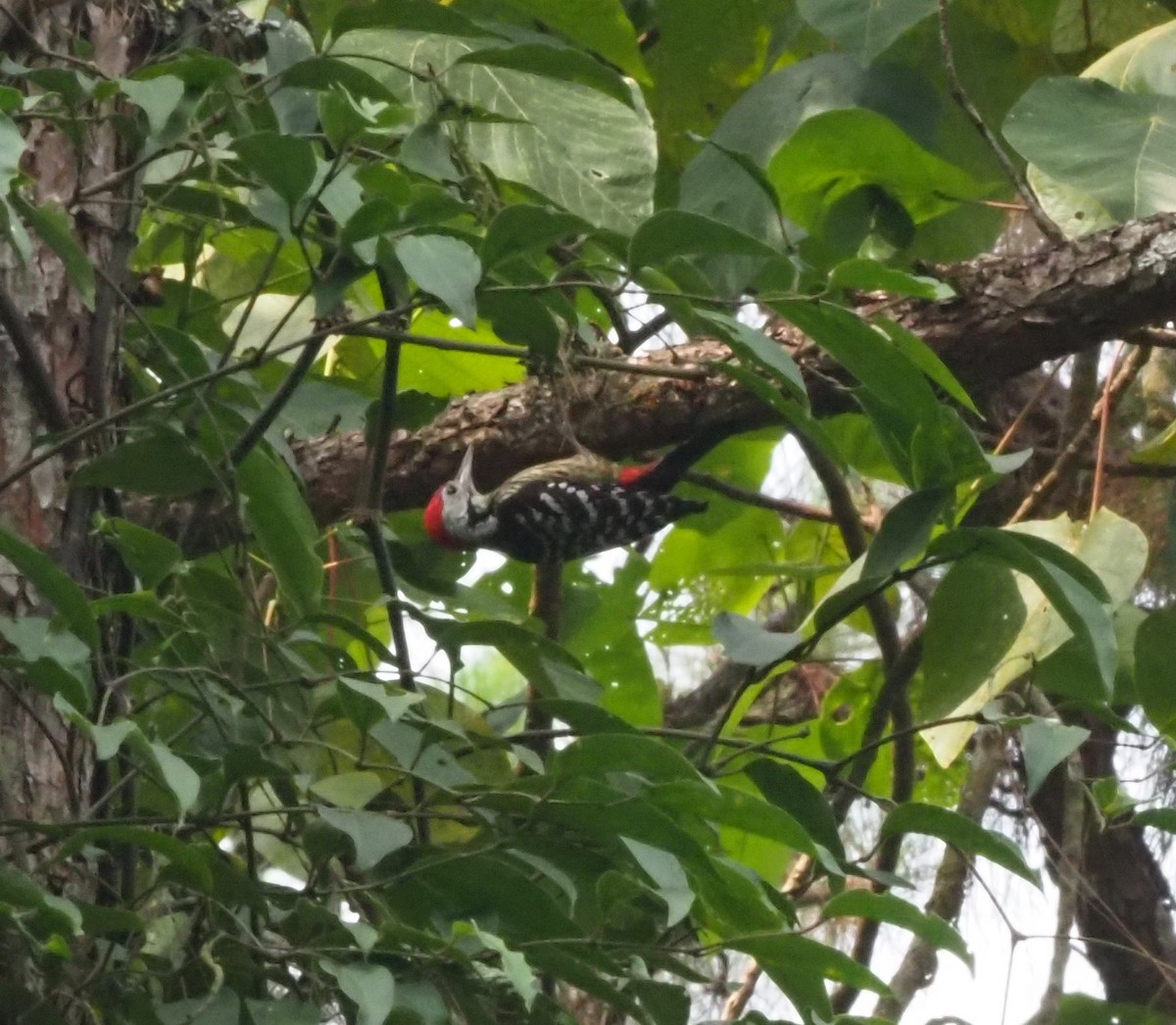 Stripe-breasted Woodpecker - ML544440841