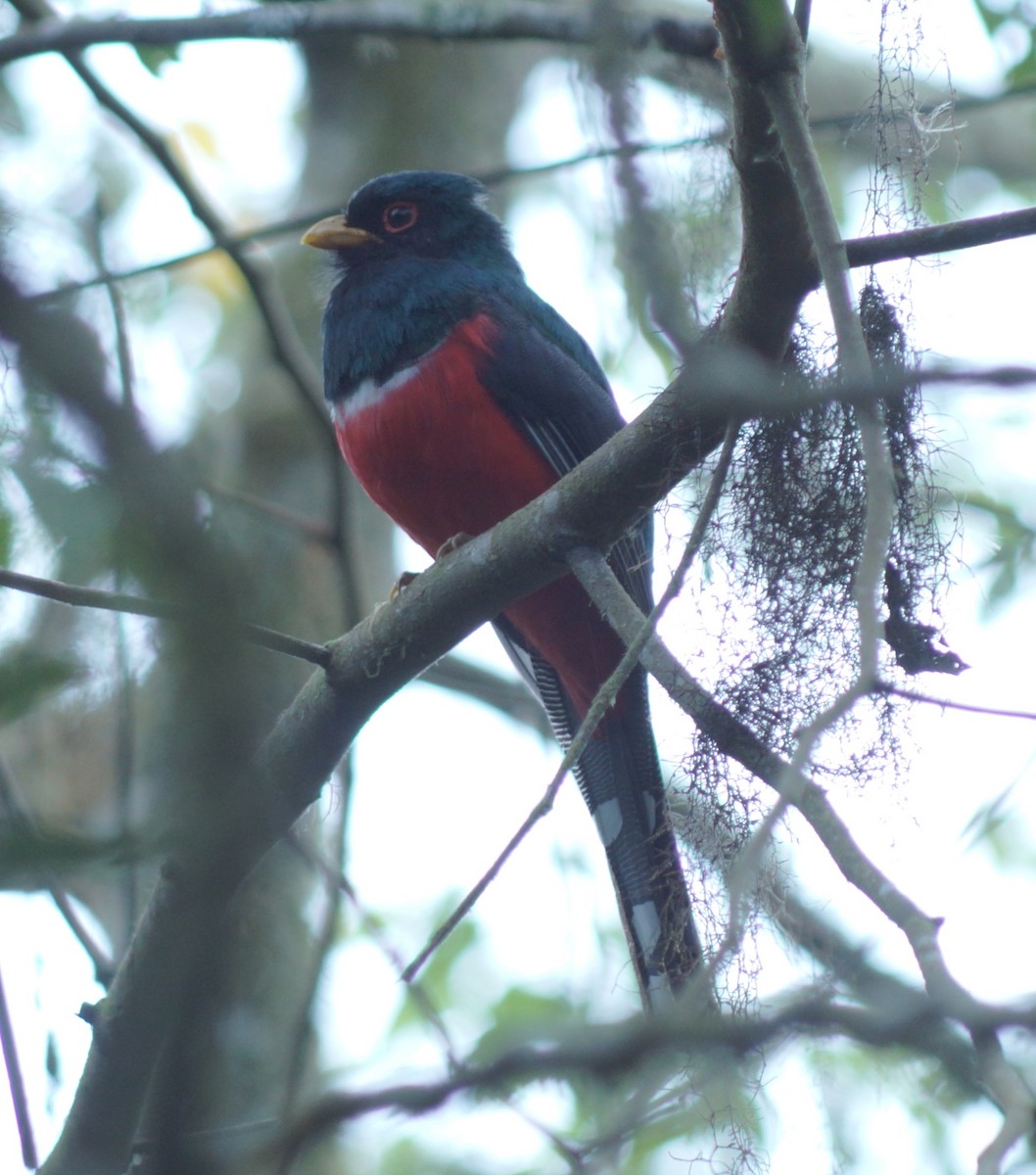 Trogon masqué - ML54444231