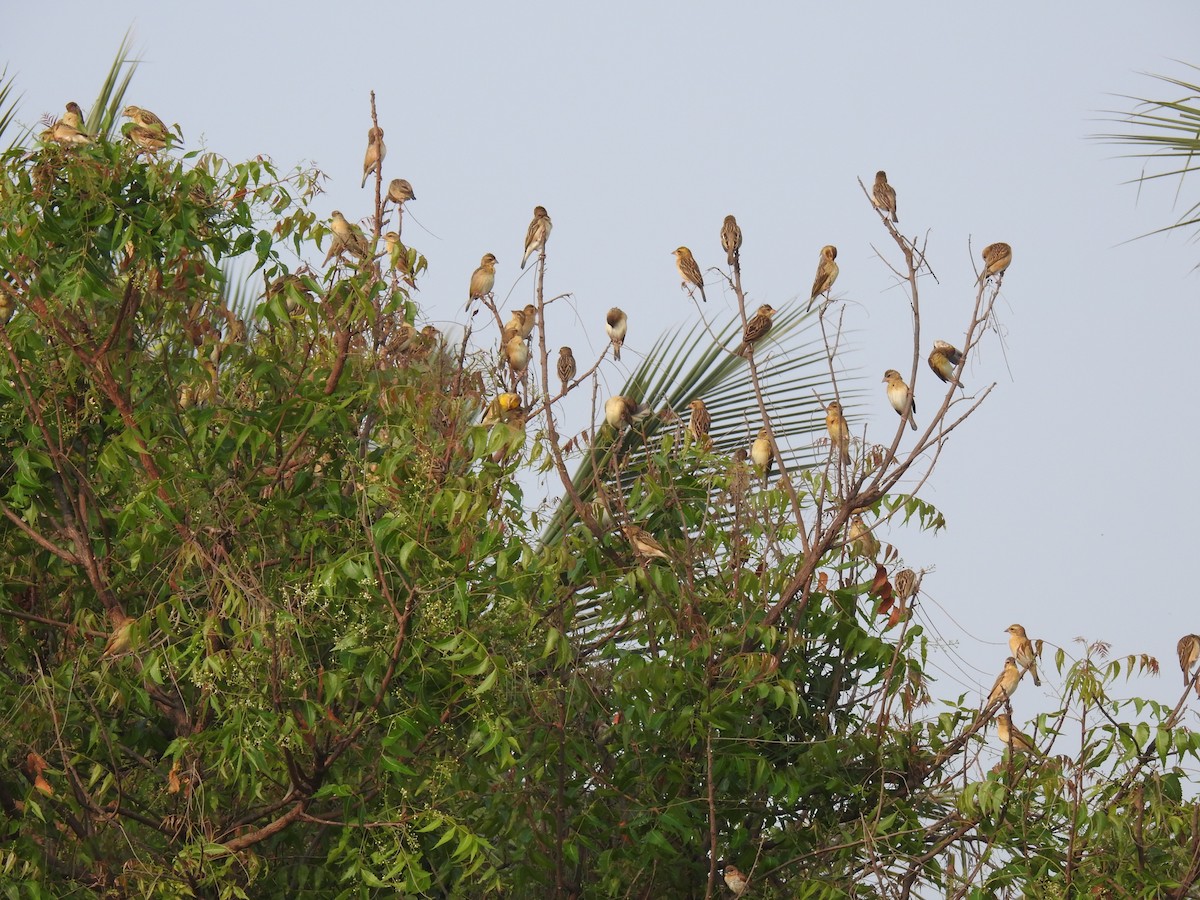 Baya Weaver - ML544442621