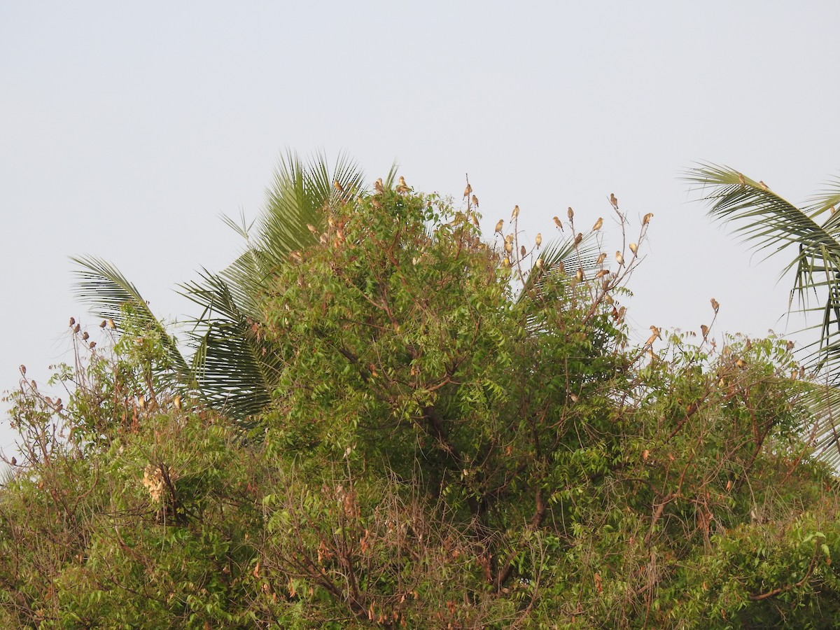 Baya Weaver - Saravanan Balasundaram