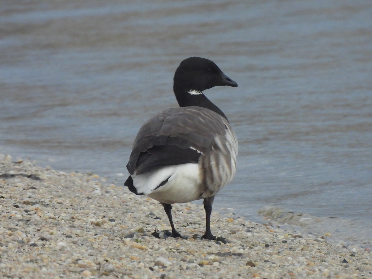 Barnacla Carinegra - ML544442891