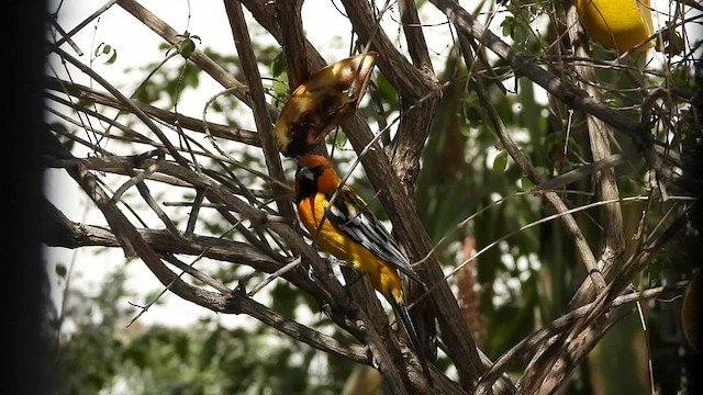 Streak-backed Oriole - ML544444661