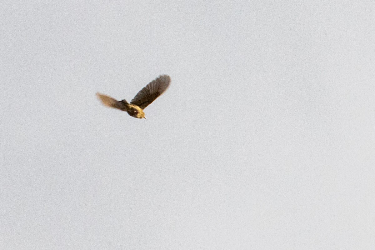 Ochre-breasted Pipit - ML544446641