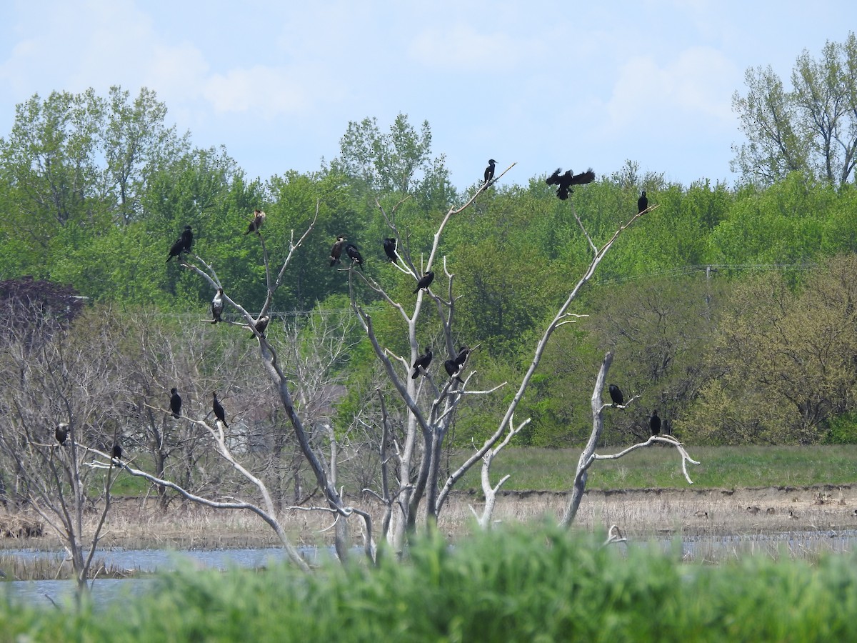 Double-crested Cormorant - ML544447181