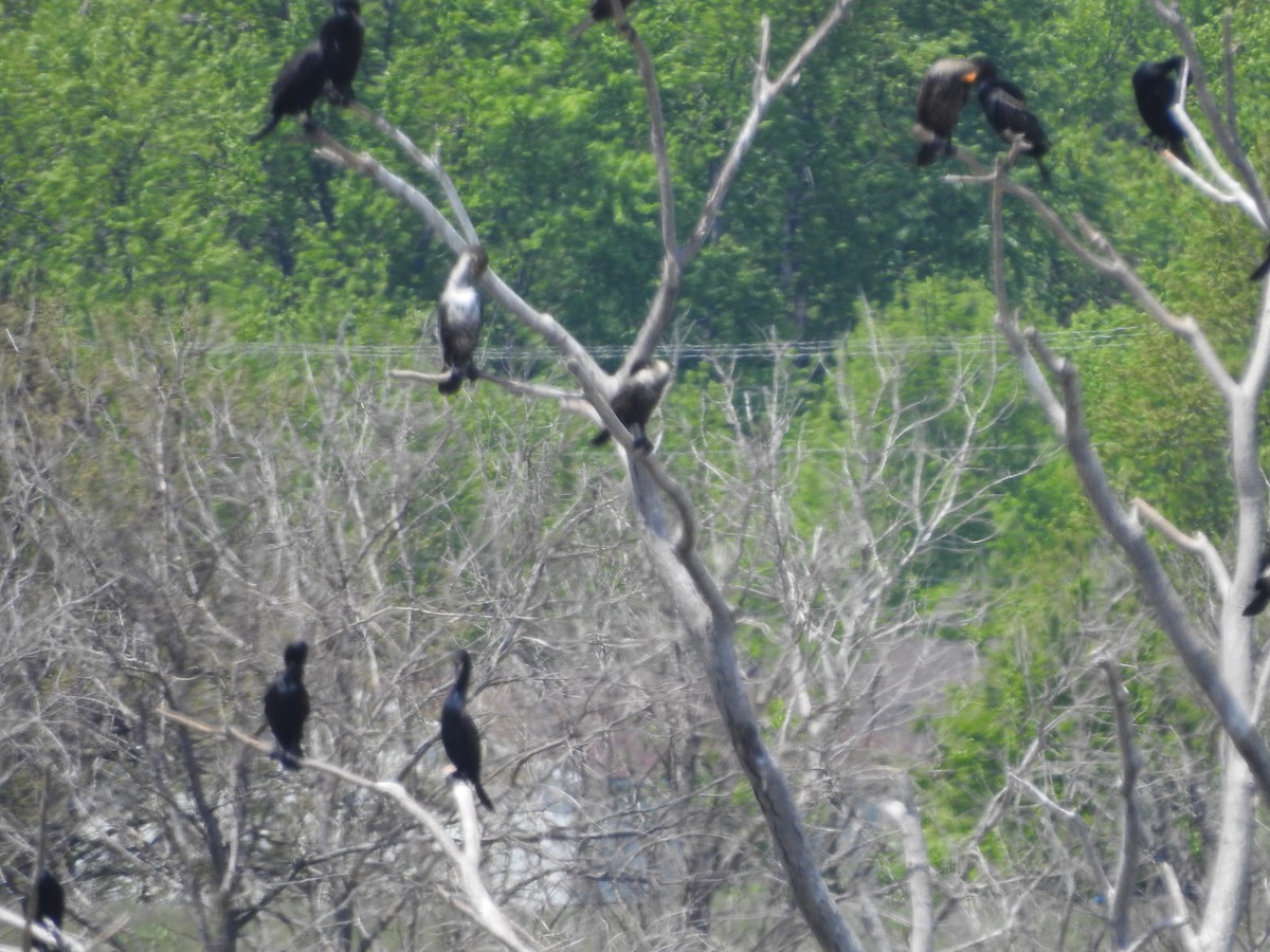 Double-crested Cormorant - ML544447251