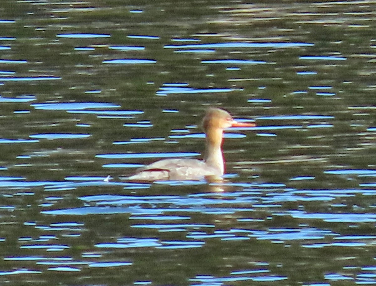 Сэвгэр бохио - ML544447541