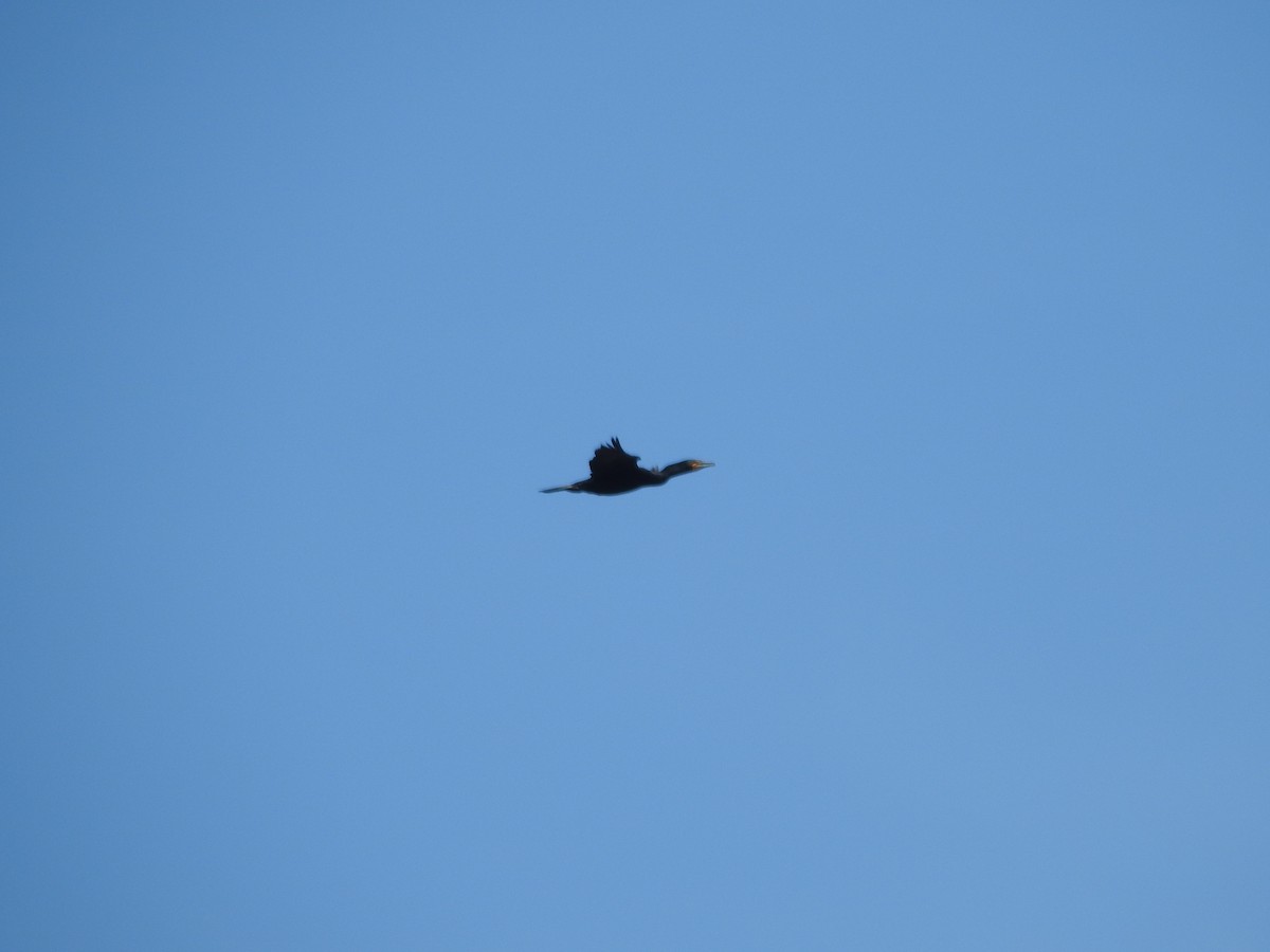 Double-crested Cormorant - ML544447651