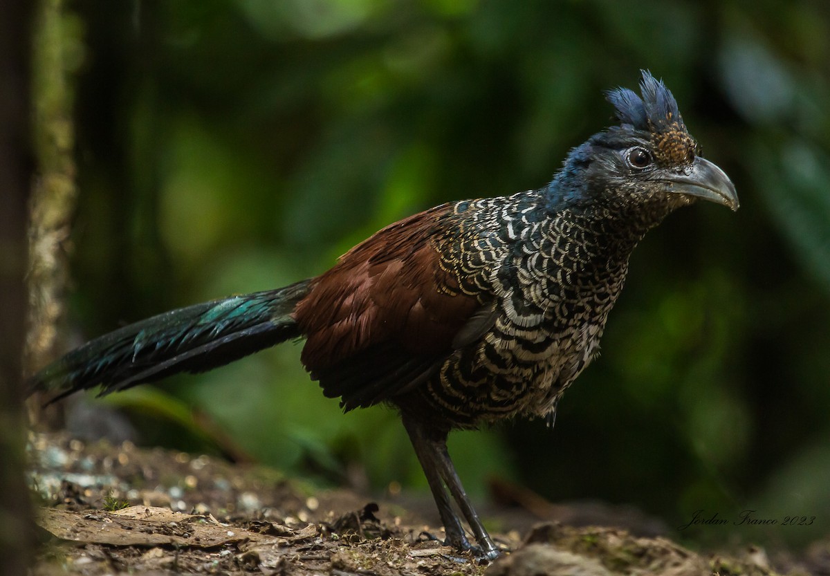 Banded Ground-Cuckoo - ML544450421
