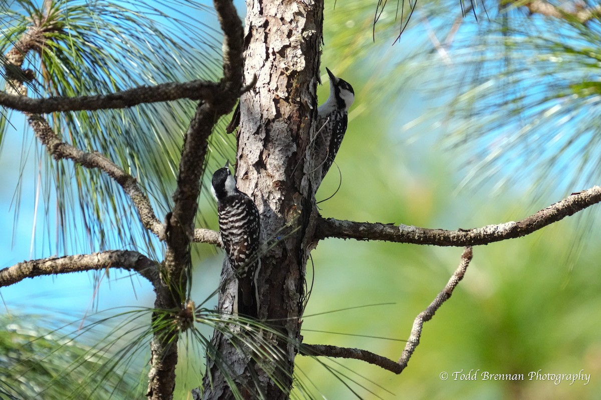 Red-cockaded Woodpecker - ML544451521