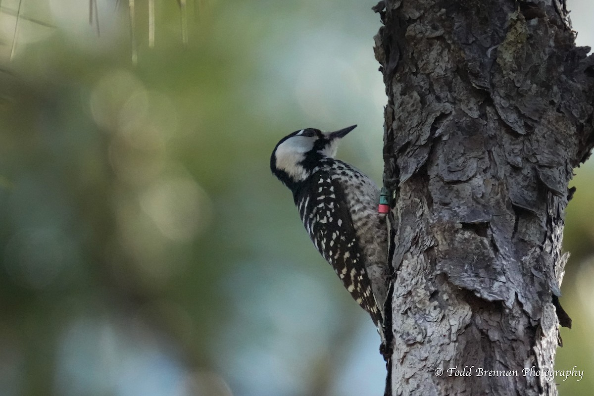 Red-cockaded Woodpecker - ML544451531