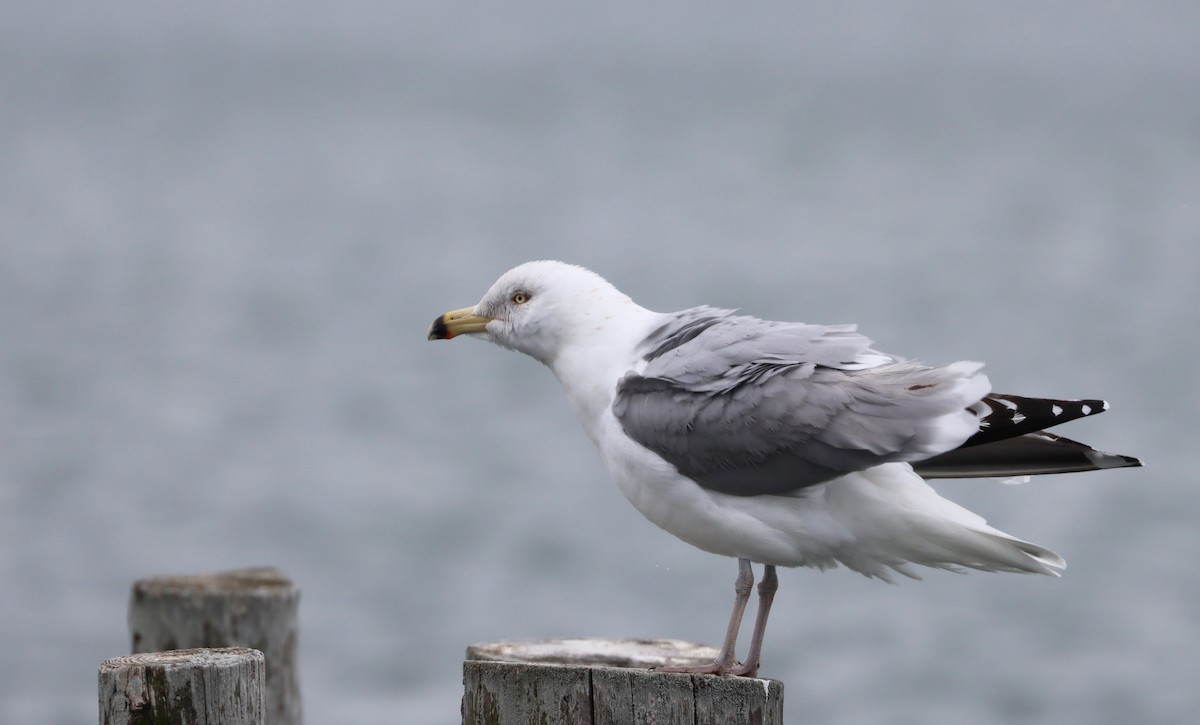 Herring Gull - ML544452091