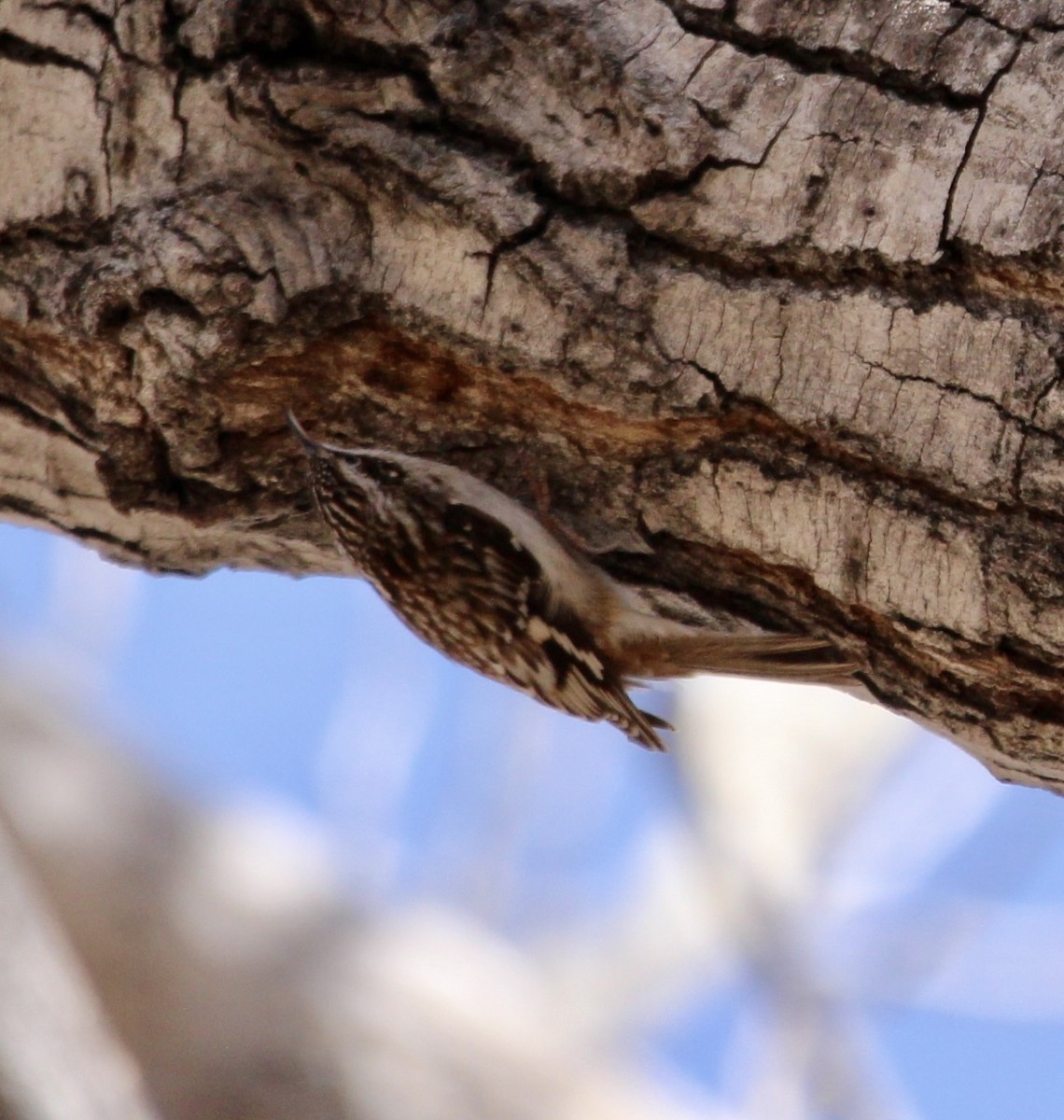 Brown Creeper - ML544452101