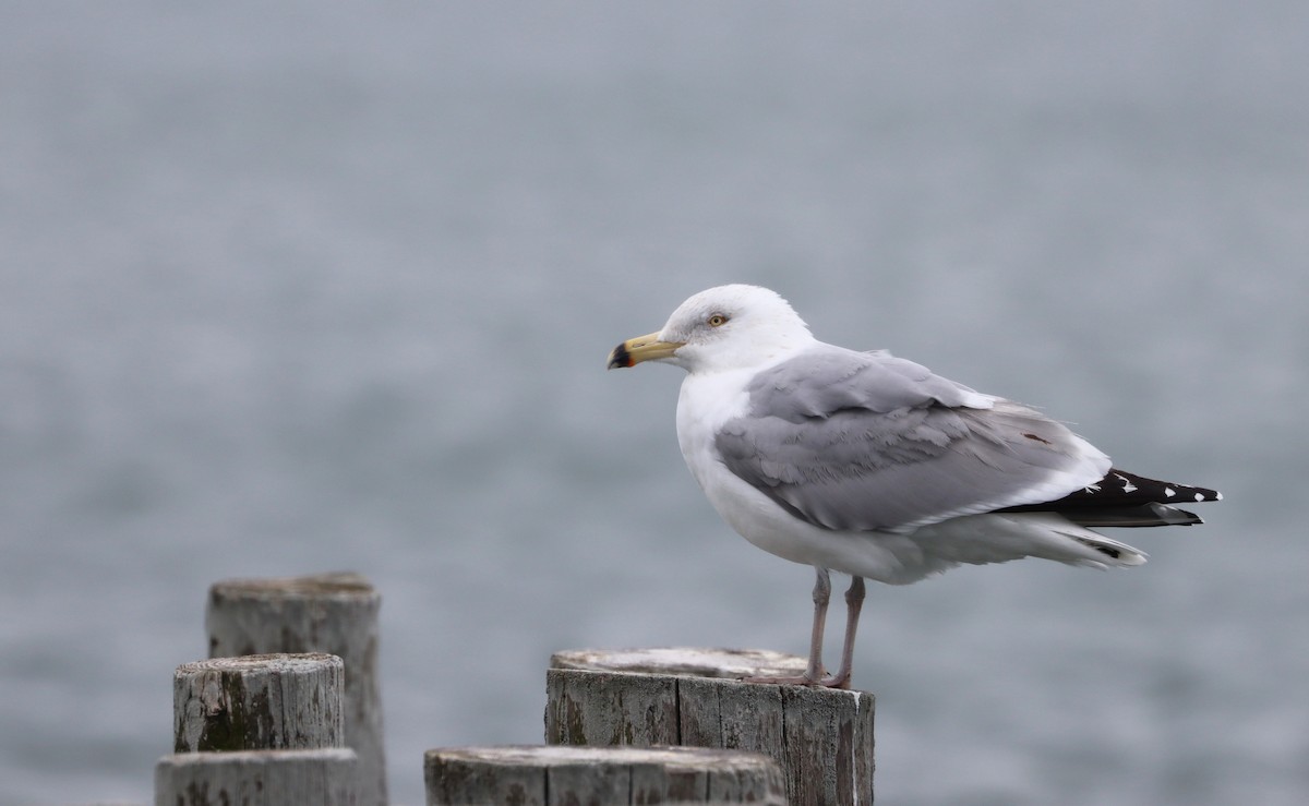 Gaviota Argéntea - ML544452271