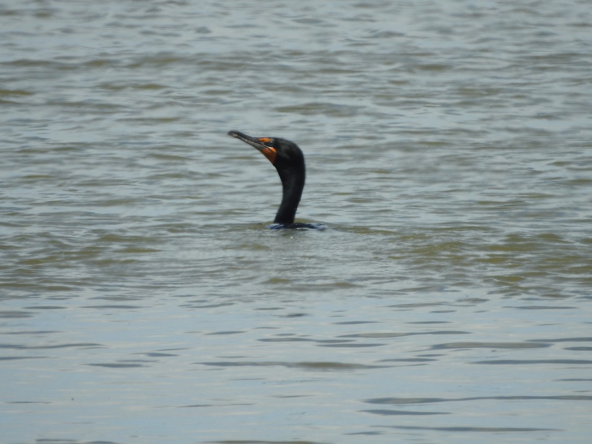 Double-crested Cormorant - ML544453091