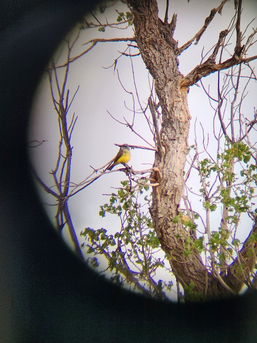 Couch's Kingbird - ML544453921